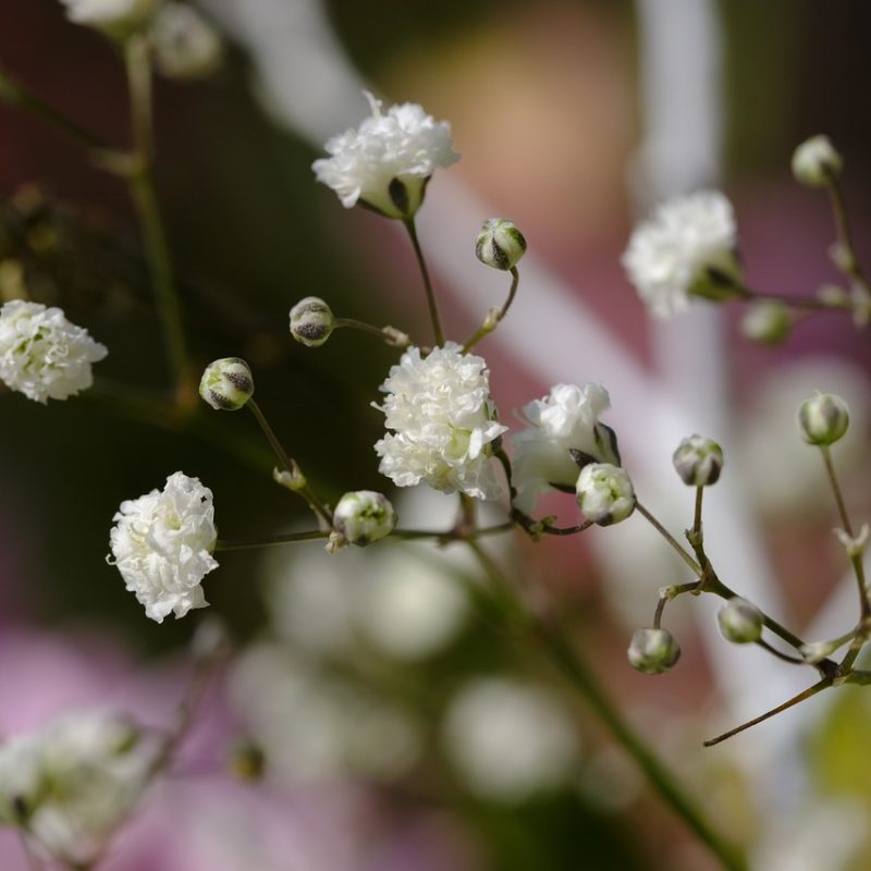 paniculata