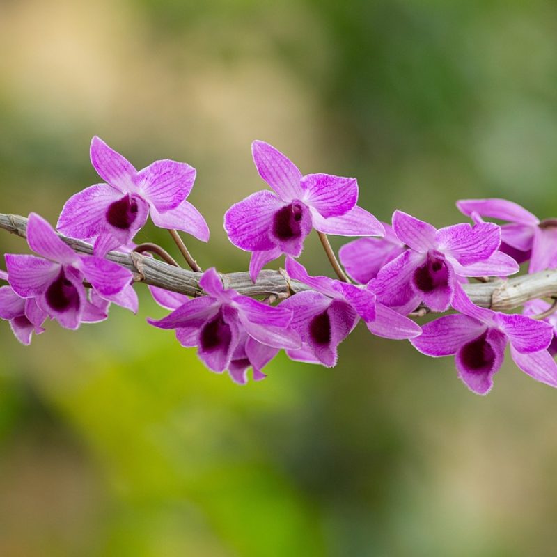 orquídeas